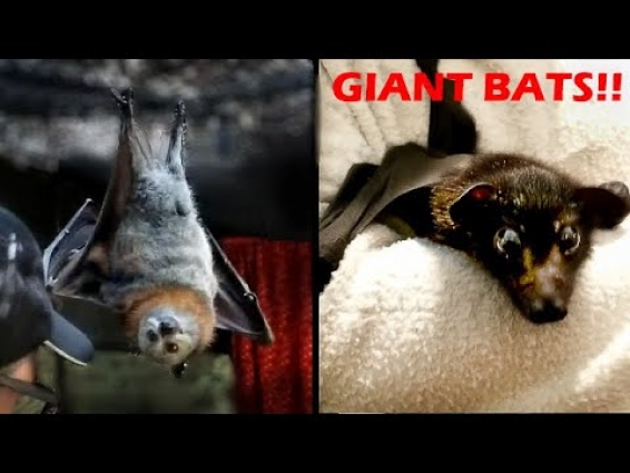 Donating $5000 In Person To GIANT Bats In Australia!!