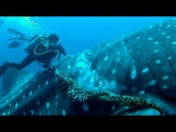 A Whale Shark Cooperates with the Diver Saving Him