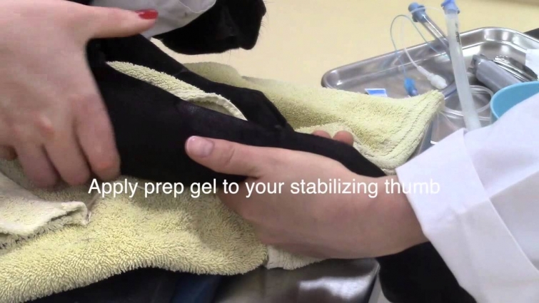 Placing Canine Intravenous Catheter (Veterinary Technician Education) – Updated Video