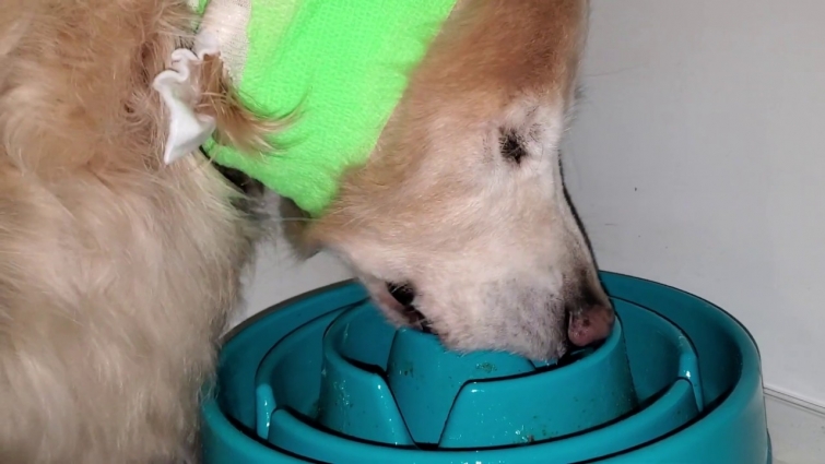 Hungry Dog Eating After Second Aural Hematoma Draining Vet Visit – On Prednisone & Antibiotics