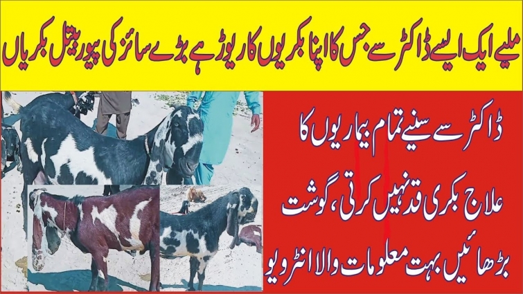 218| Meat a Professional Veterinary Doctor Who Have His Own Herd | Complete Information