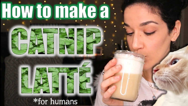 How to make a CATNIP TEA LATTE (for humans) 🙀😻🌿