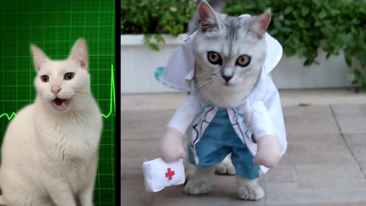 Miss Polly had a Dolly – By Cat Veterinarian