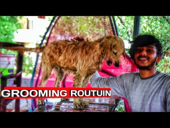 DIY HOME | GOLDEN RETRIEVER | PUPPY DOG | GROOMING  ROUTINE | MALAYALAM