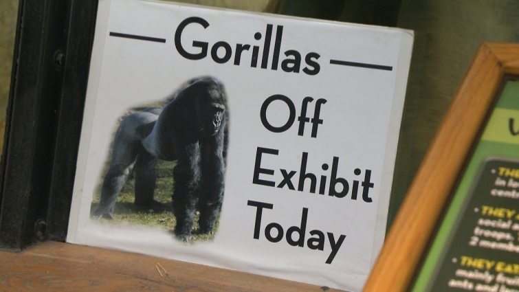 Zoo veterinarian: We may never know how gorillas got sick