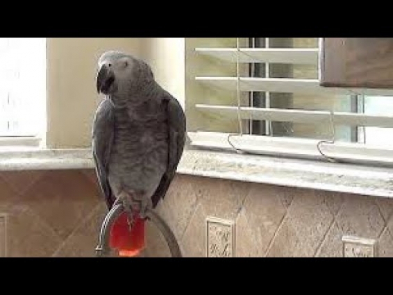 Einstein the talking parrot demands a slice of pizza