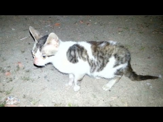 The story of an injured kitten with my guests