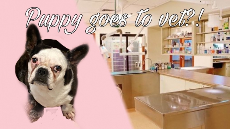 Puppy Goes To Vet?!| Vlog #1
