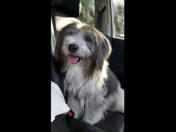 Waiting For Veterinarian Queue – Collie Brothers