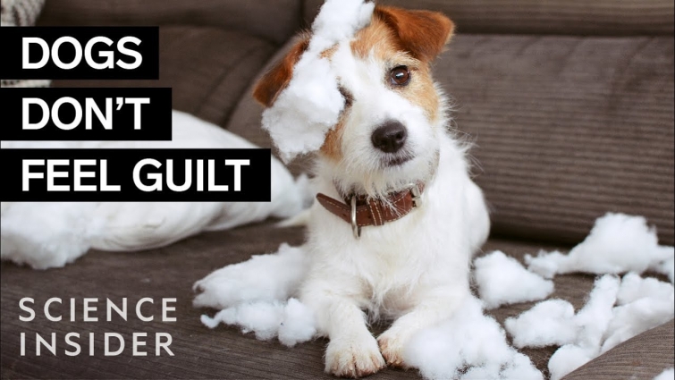 Veterinarians Debunk 15 Dog Myths