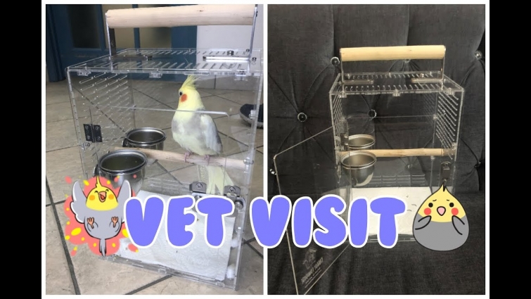 Blossom is Going to the Vet 😇💉