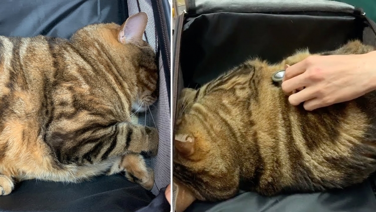 Cat Plays Dead To Avoid Seeing Vet