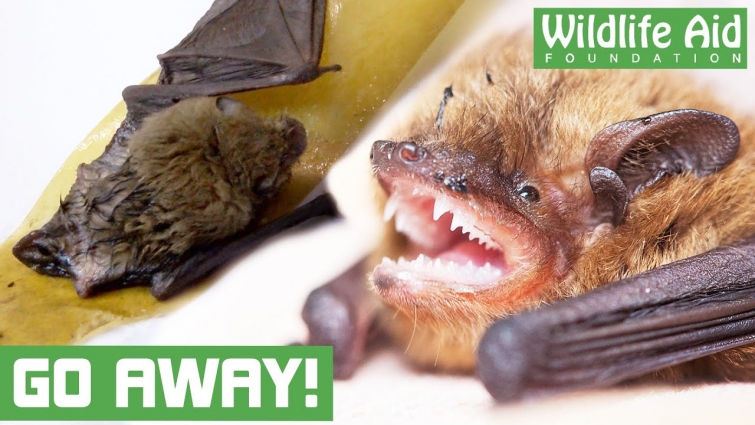 Vet rescues FEISTY bat from a STICKY situation!