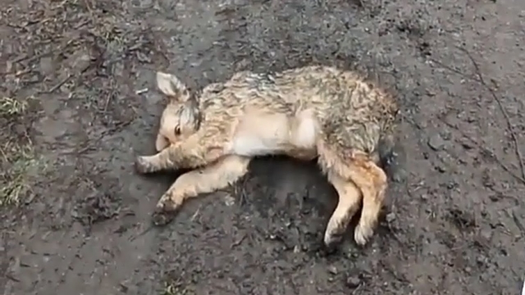 Rescuing Stray Puppy Was Whining On The Road After A Accident