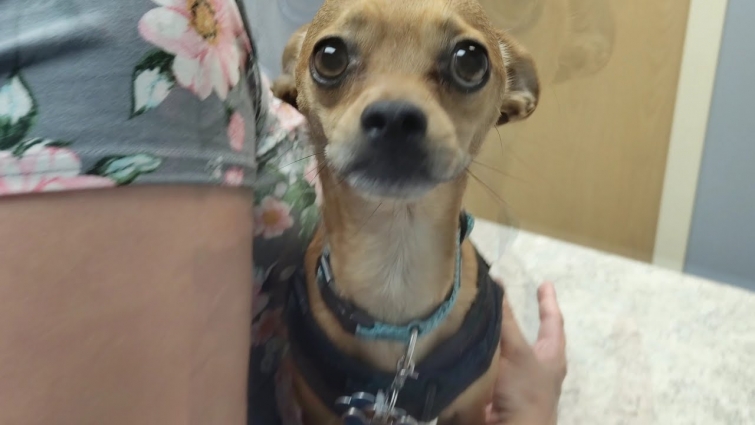 Chihuahua Vet Visit – Doo Doo's Big Vet Appointment W Veterinarian MrAlanC & Baby Janey