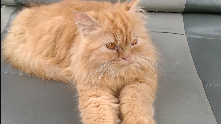 Kitten Losing Weight Going To Vet