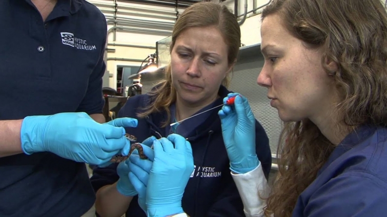 All About Mystic Aquarium's Veterinarian Program