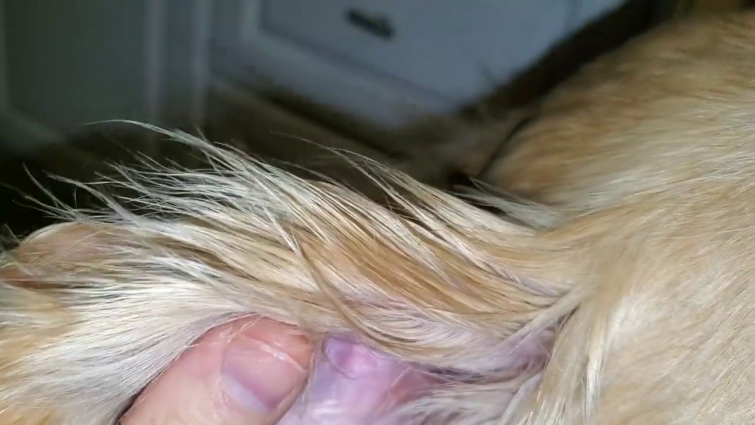 Checking Size of Dog's Aural Hematoma 3 Days After Draining & Prednisone Steroid Pills Treatment