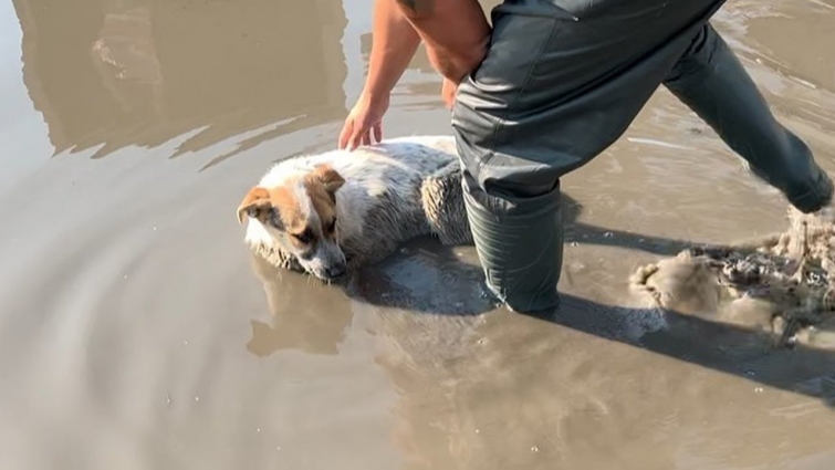 Rescue Stray Dog Met An Accident & Fainted In A Puddle