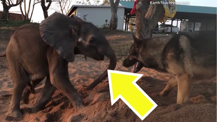 Vet Follows Baby Elephant And Makes Adorable Discovery