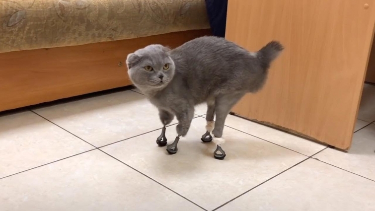 Cat Walks Again Thanks To Prosthetic Limbs