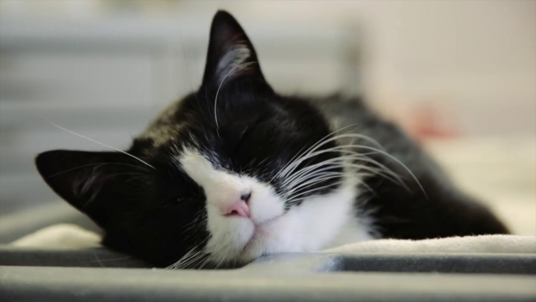 Therapy Cat "Duke Ellington" Visits the ICU