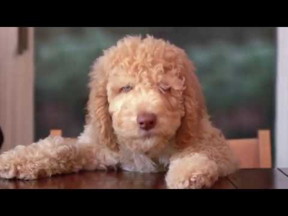 Wood Buffalo Small Animal Hospital in Fort McMurray