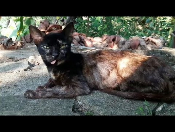 Feed old,sick and angry street cat who scratched my hand #Street_to_home