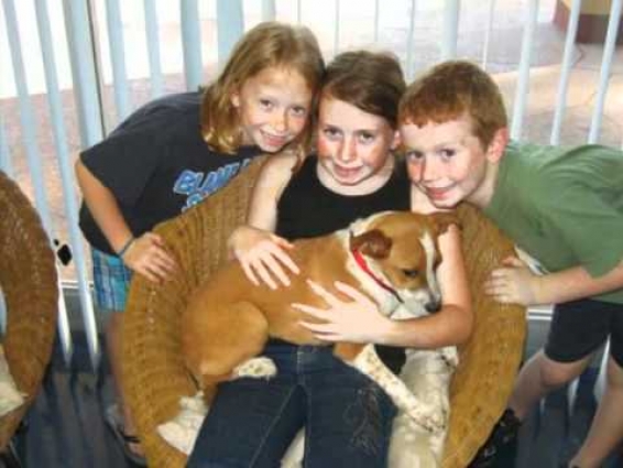 Amazon Animal Hospital & Laser Therapy Center – Veterinarian Clearwater, FL