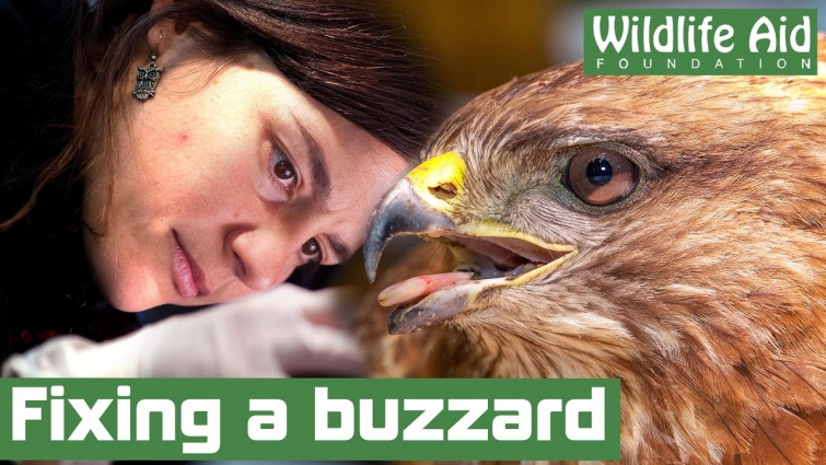 Grounded BUZZARD nursed back to health!
