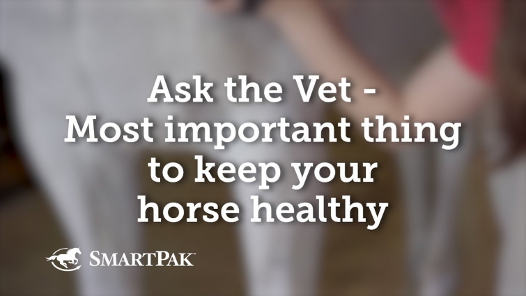 Ask the Vet – Most important thing to keep your horse healthy