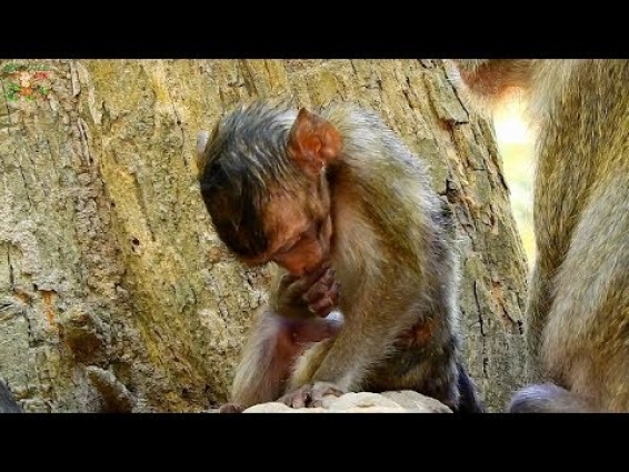 POOR BABY JANNA SEEM HURT OF WOUND , BABY JANNA NEED VET URGENT |