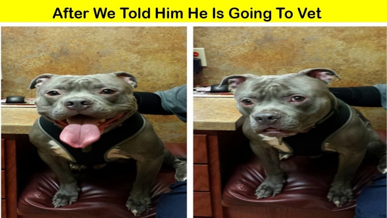 Betrayed pets realized they were going to vet