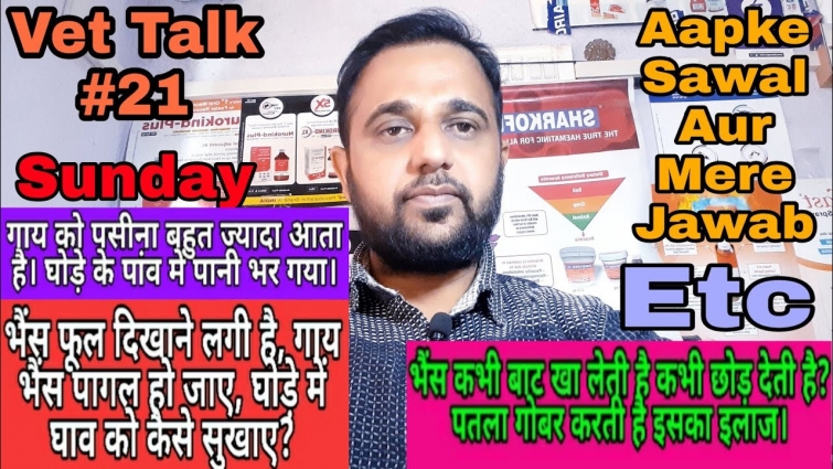 Vet Talk #21, भैंस फूल दिखाने लगी है, भैंस कभी बाट खा लेती है कभी छोड़ देती है,पतला गोबर का इलाज?