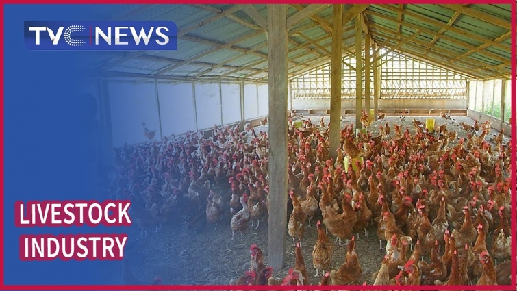 Veterinary Council of Nigeria targets investment in livestock industry