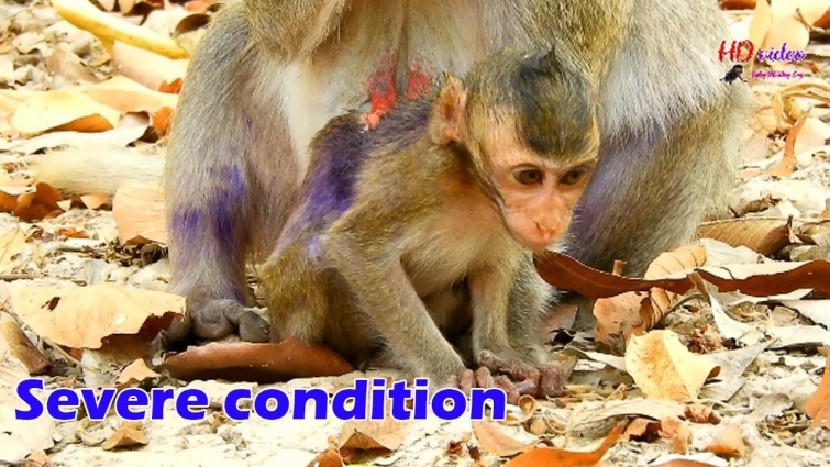 Urgent help !!! Look severe condition Janna need Dr Vet to rescue, Pity Janna wound getting worse