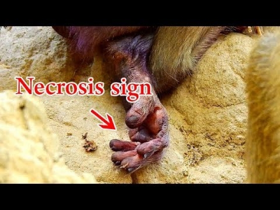 Janna leg is getting black, It need surgery vet help, Janna in worse situation without helping