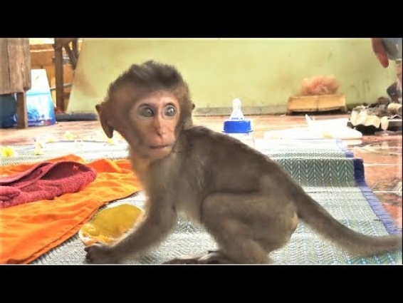 The day Baby Lori returns home,so poor Lori I love you#KE