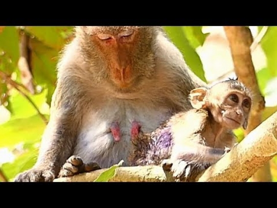 Jane Look Wound Baby Janna GoT Infection | Baby Exhausted NEED Treatment VET | Monkey Babies Crying
