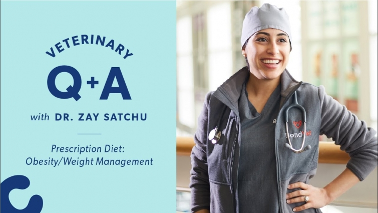 Vet Q&A with Dr. Zay Satchu | Chewy
