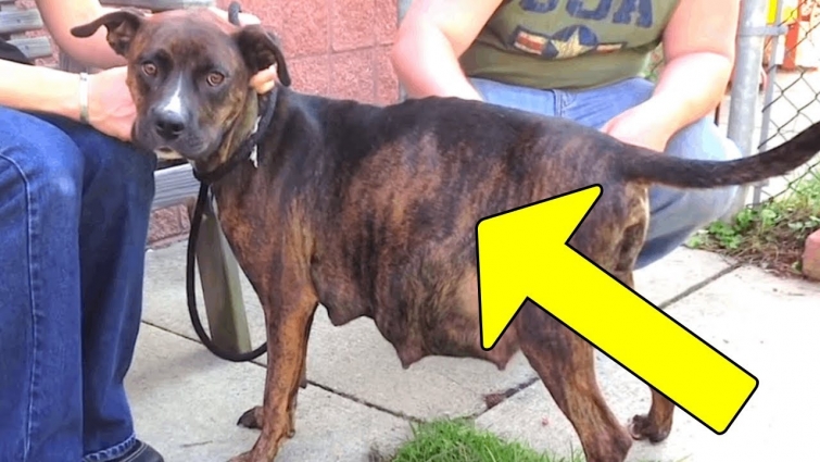 Dog Refuses To Give Birth, Vet Sees Ultrasound And Instantly Pulls Out Phone