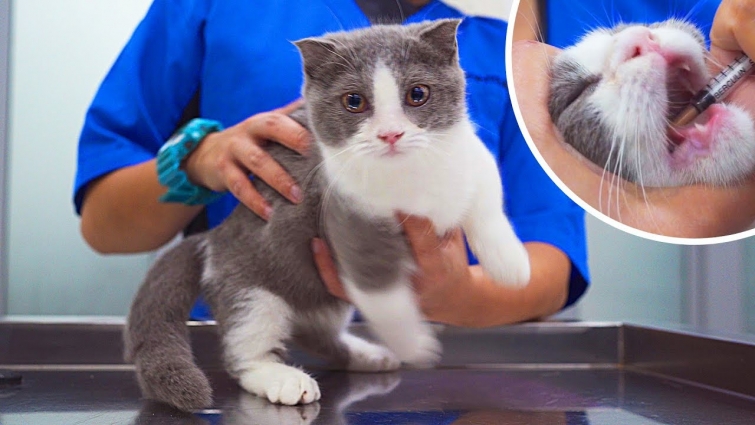 Kitten Visits The Vet For Cat Flu *First Time*