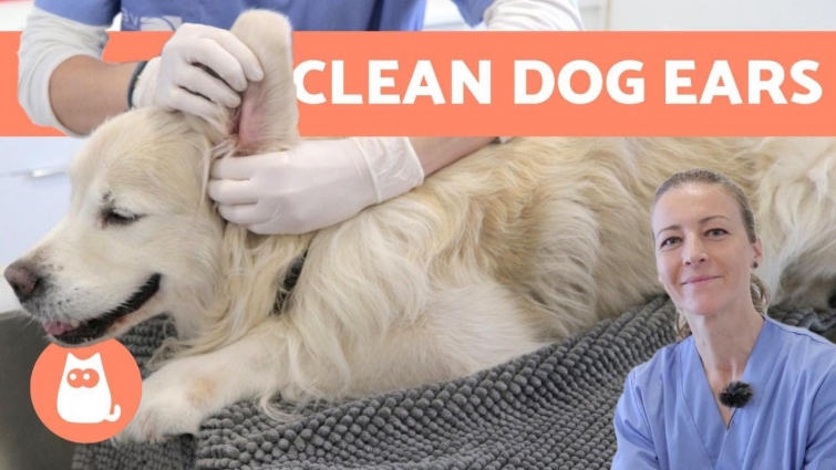 HOW TO CLEAN A DOG'S EARS 🐶🩺 (By a Veterinary Technical Assistant)
