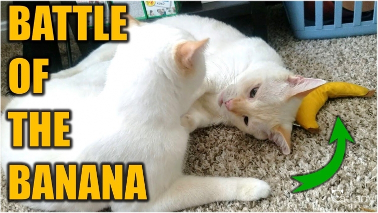 What my cats would do if in quarantine (aka Battle of the Banana) 😷😽🍌