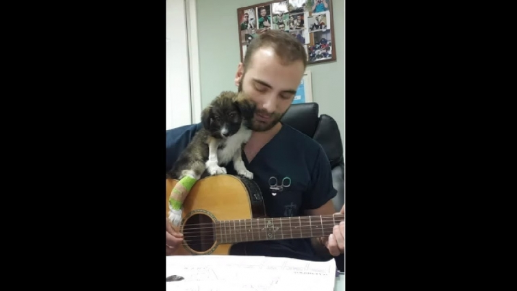 Vet Singing To A Lovely Little Puppy After Putting A Cast On His Leg