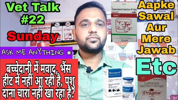 Vet Talk #22 बच्चेदानी में मवाद, भैंस हीट में नहीं आ रही है, पशु दाना चारा नहीं खा रहा है? इत्यादि।