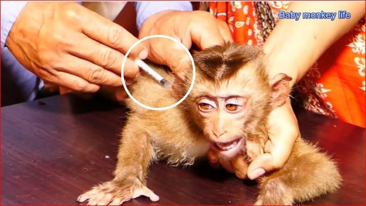 Roland Baby monkey !! was injected by a veterinarian to prevent the disease