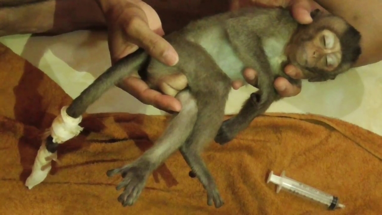 Veterinarian​ had Treatment on Poor baby Lori because of the fever and sickness|Be continue part 07