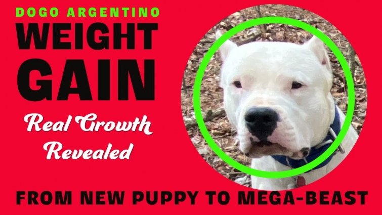 HOW BIG WILL YOUR PUPPY GET | DOGO ARGENTINO GROWTH FORMULAS