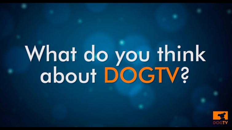 Vet Chats: What do you think about DOGTV?
